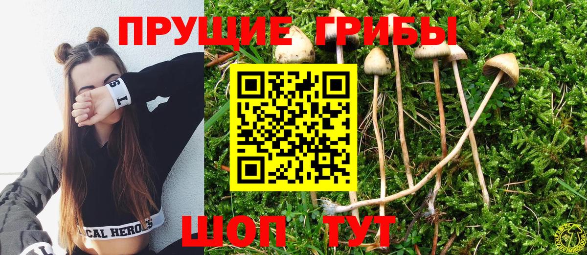 Псилоцибиновые грибы Psilocybe Нарткала